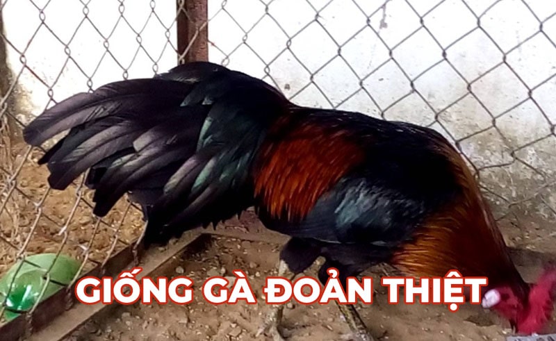 Tìm hiểu về giống gà đoản thiệt và những điều cần biết